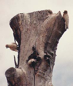Corellas