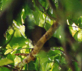 whipbird