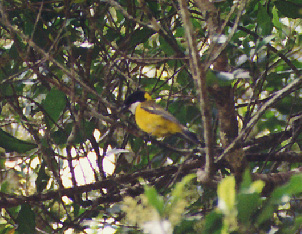 golden whistler