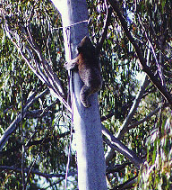 koala