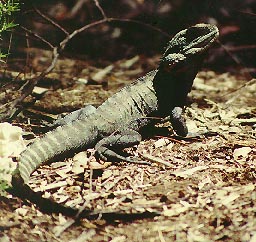 lizard