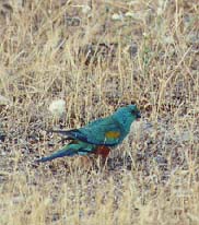 Mulga Parrot