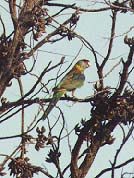 Ringnecked Parrot