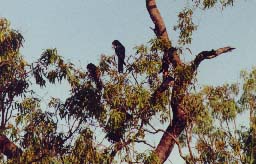 Red Tailed Black Cockatoo