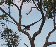 Red Tailed Flying