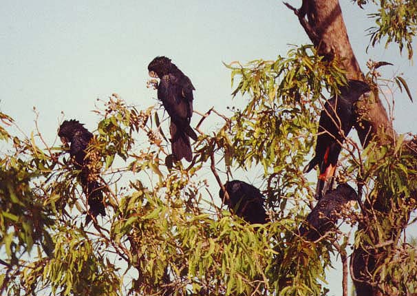 Red Tails eating