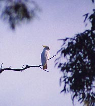 sulphur