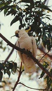 sulphur