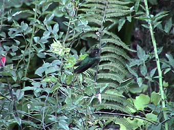violet-headed hummingbird
